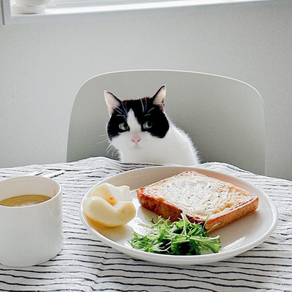 普段のゆげちゃん④（@makiko108さんより提供）