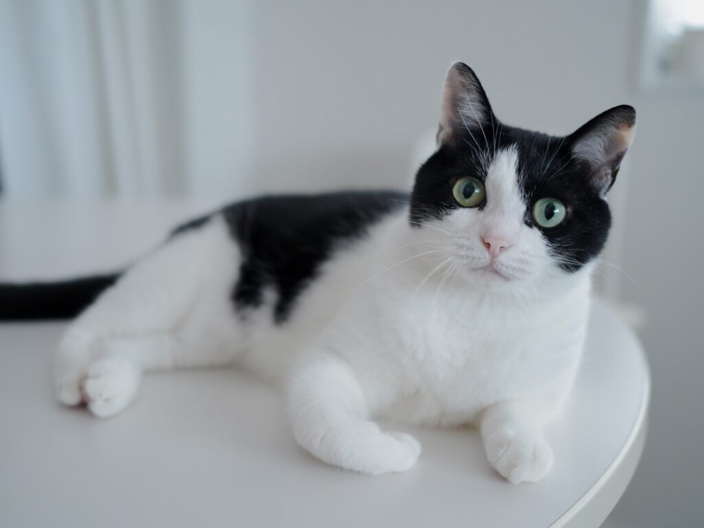 普段のゆげちゃん②（@makiko108さんより提供）