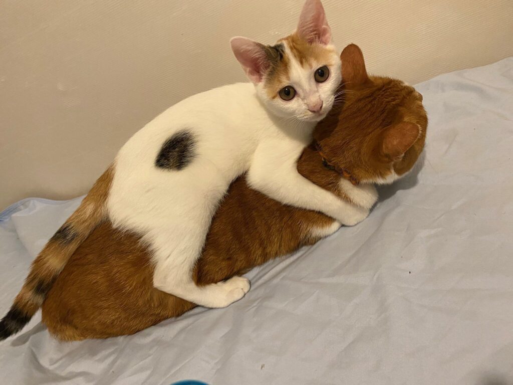 狩りのような行動をとるみっけちゃん（＠yapomesaさんより提供）