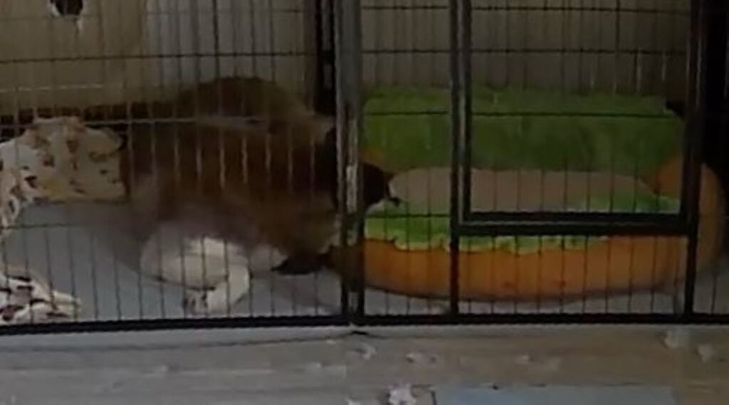 【実際の写真】　飼い主さんが見た光景