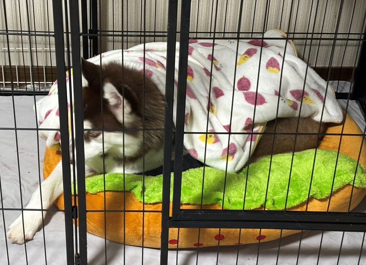 愛犬に新しいベッドを購入。しかし、すぐ隣を見てみると…「真剣に聞いている」「うちと同じ」「真剣」