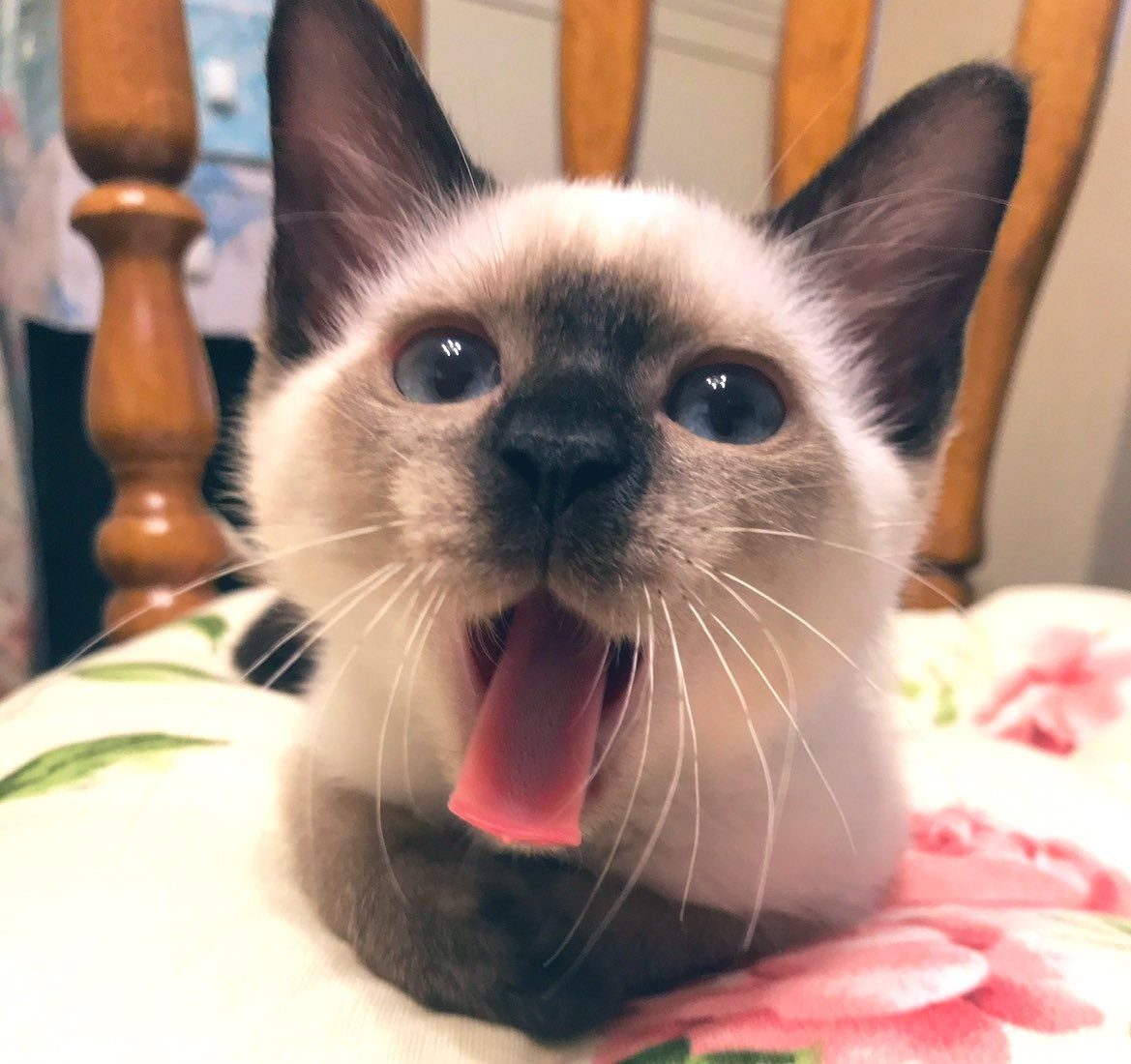 鼻の模様が印象的な子猫　6年後の姿に「こんな風に変わるのですね」「美人」「こんがり焼けたね」