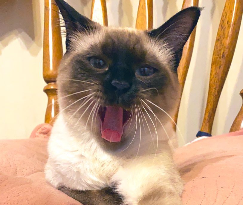 6歳現在のなみちゃん（＠Oa1Unさんより提供）