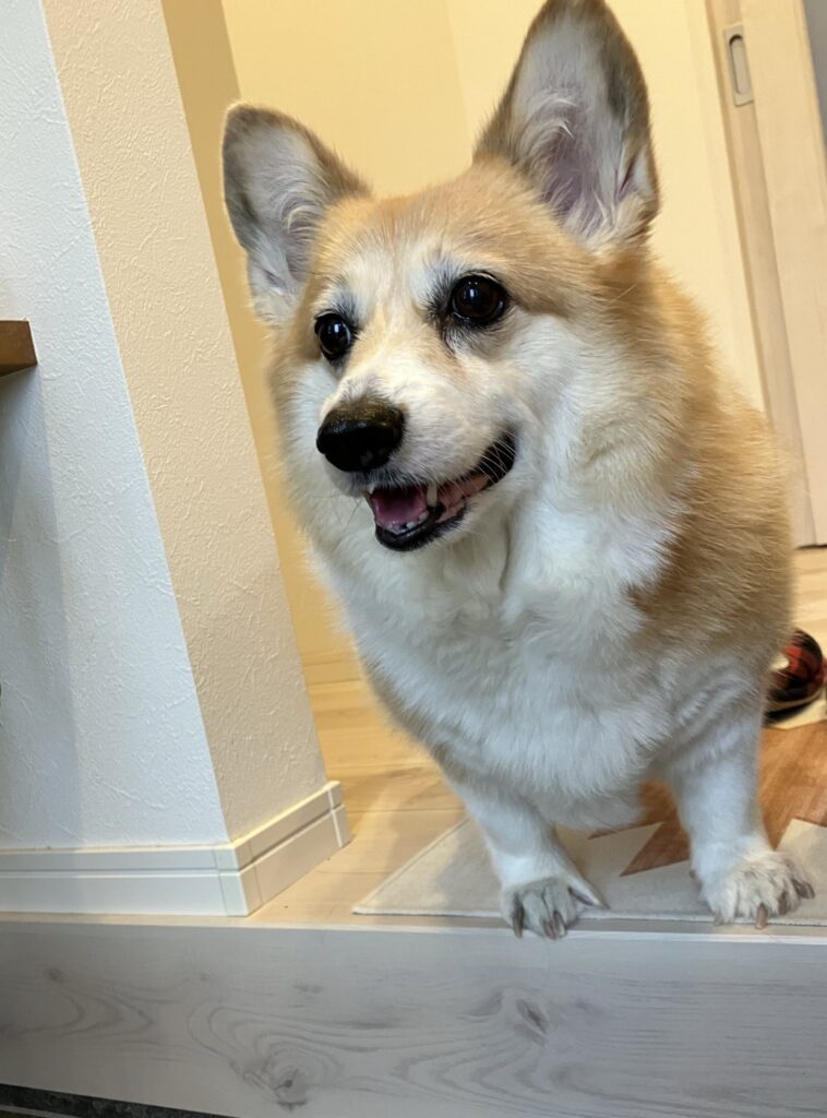 グリコちゃん①（＠kogi_musuさんより提供）