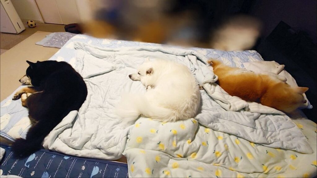 飼い主さんの寝るスペースがないっ！（@kukuri_shibainuさんより提供）