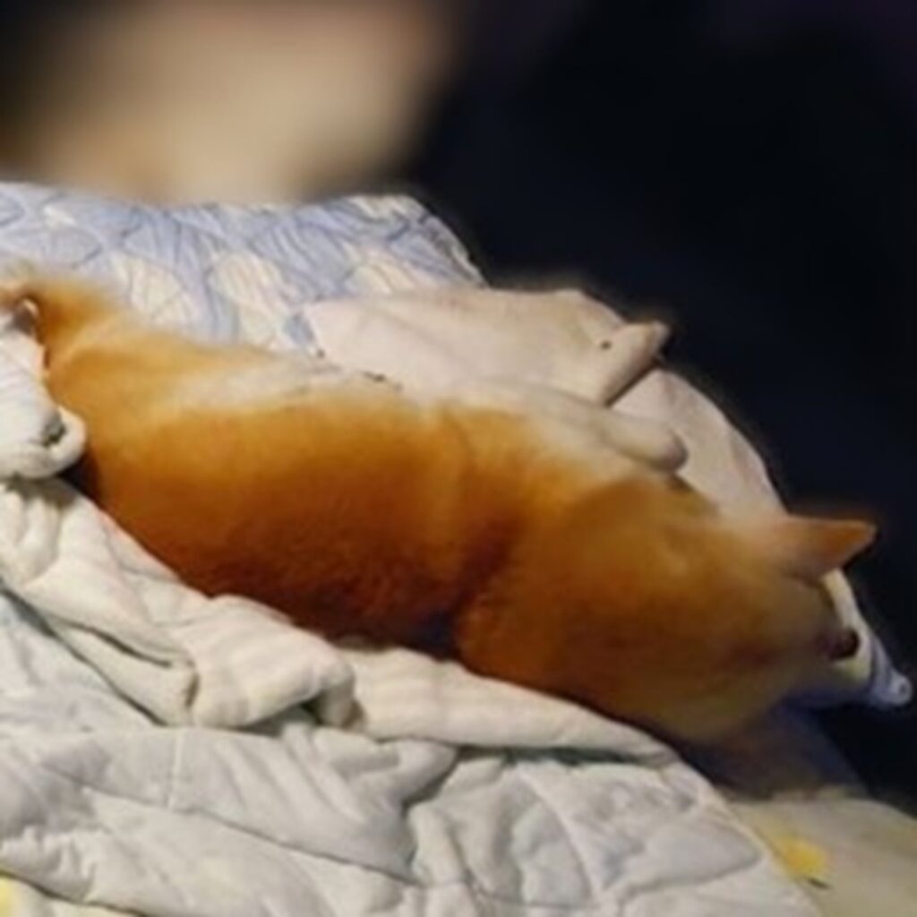 【実際の写真】まさかの光景