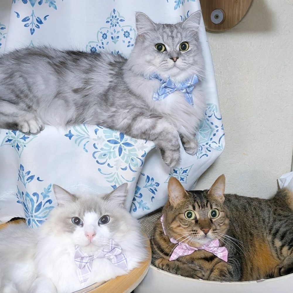 【実際の写真5枚】　投稿者さんが見た光景