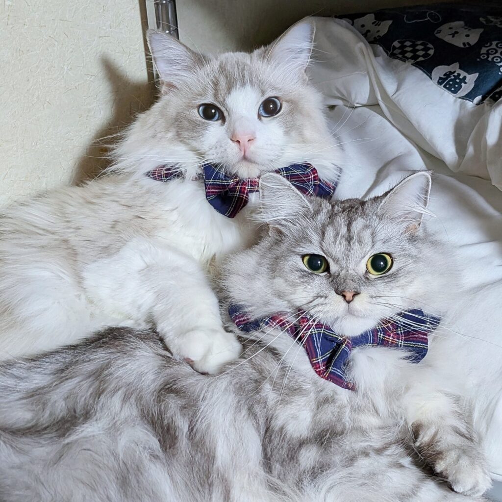 普段の様子①（＠saramishuraさんより提供）