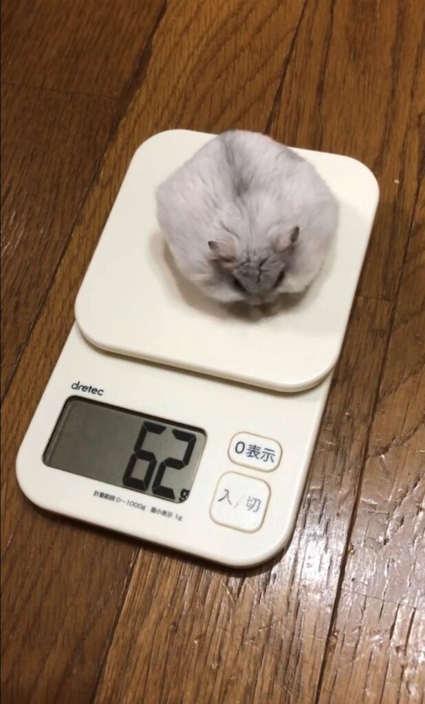 体重測定・食後（＠36_1970さんより提供）