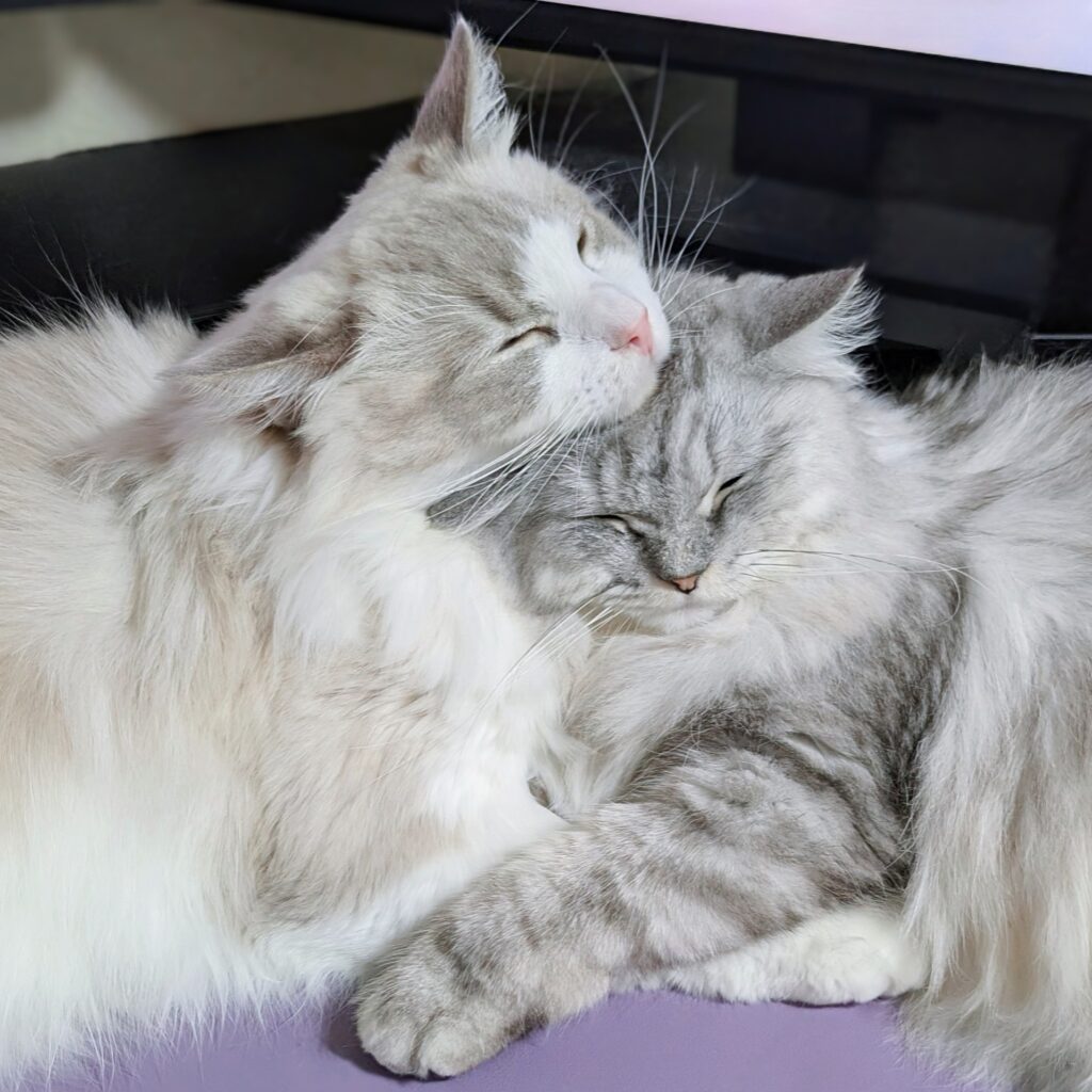 普段の様子②（＠saramishuraさんより提供）