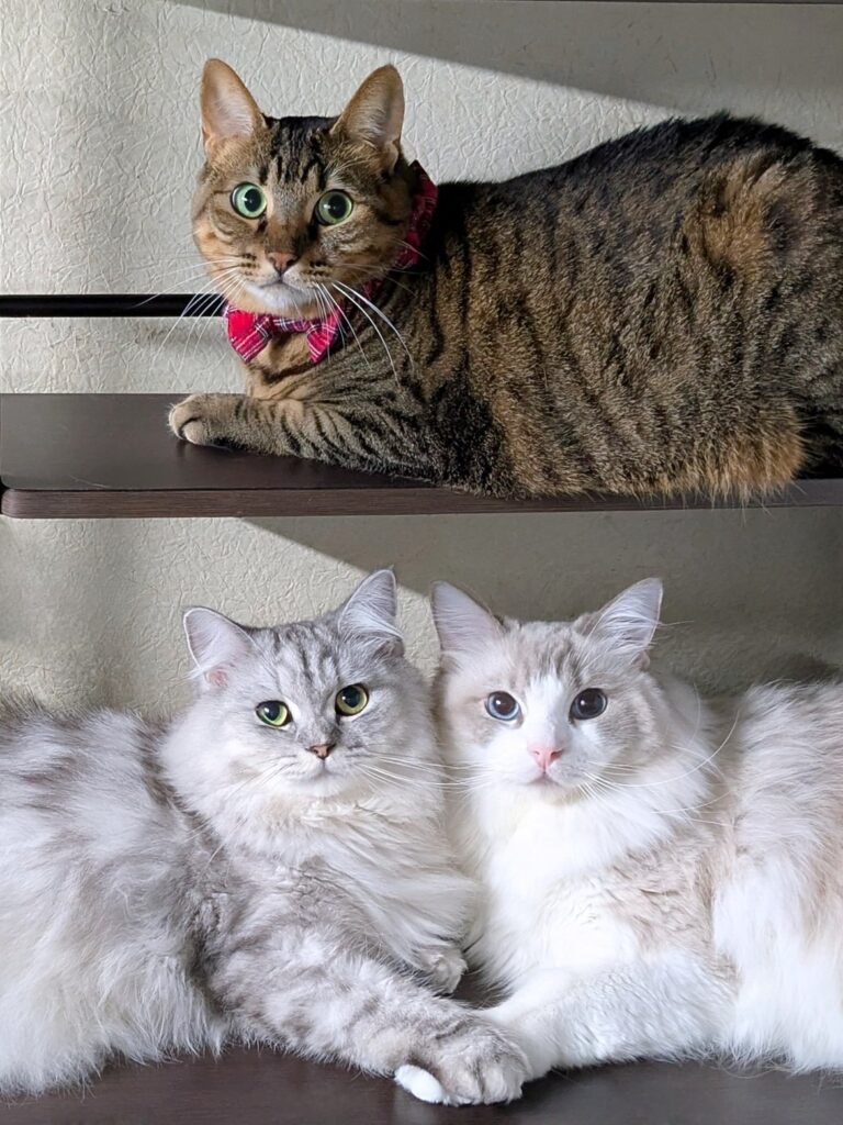 集合写真①（＠saramishuraさんより提供）