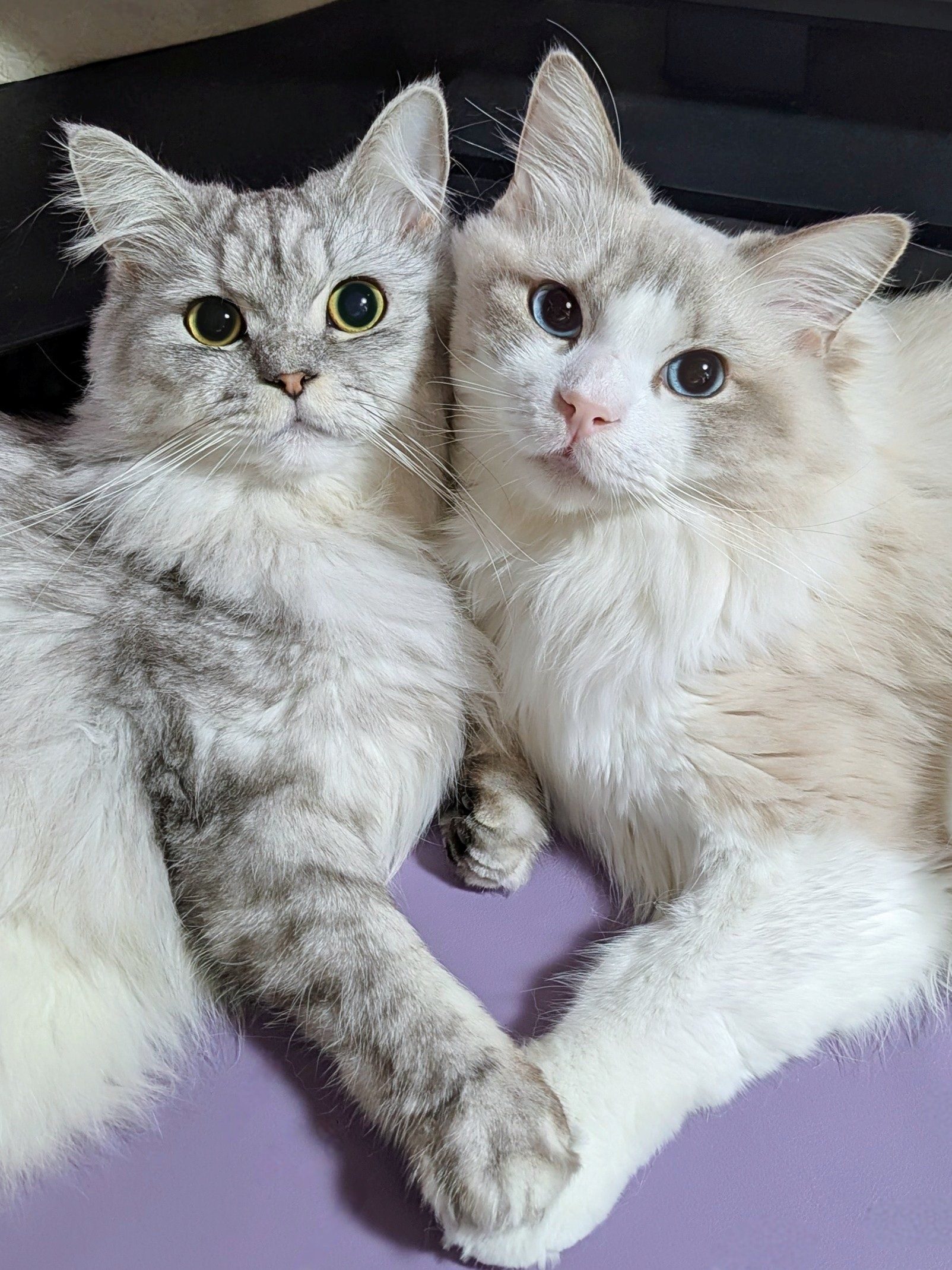 保護猫活動中、偶然出会った“そっくりな2匹”。並んで撮られた“奇跡の1枚”に「尊い」「フォーリンラブ」「天使がいらっしゃる」