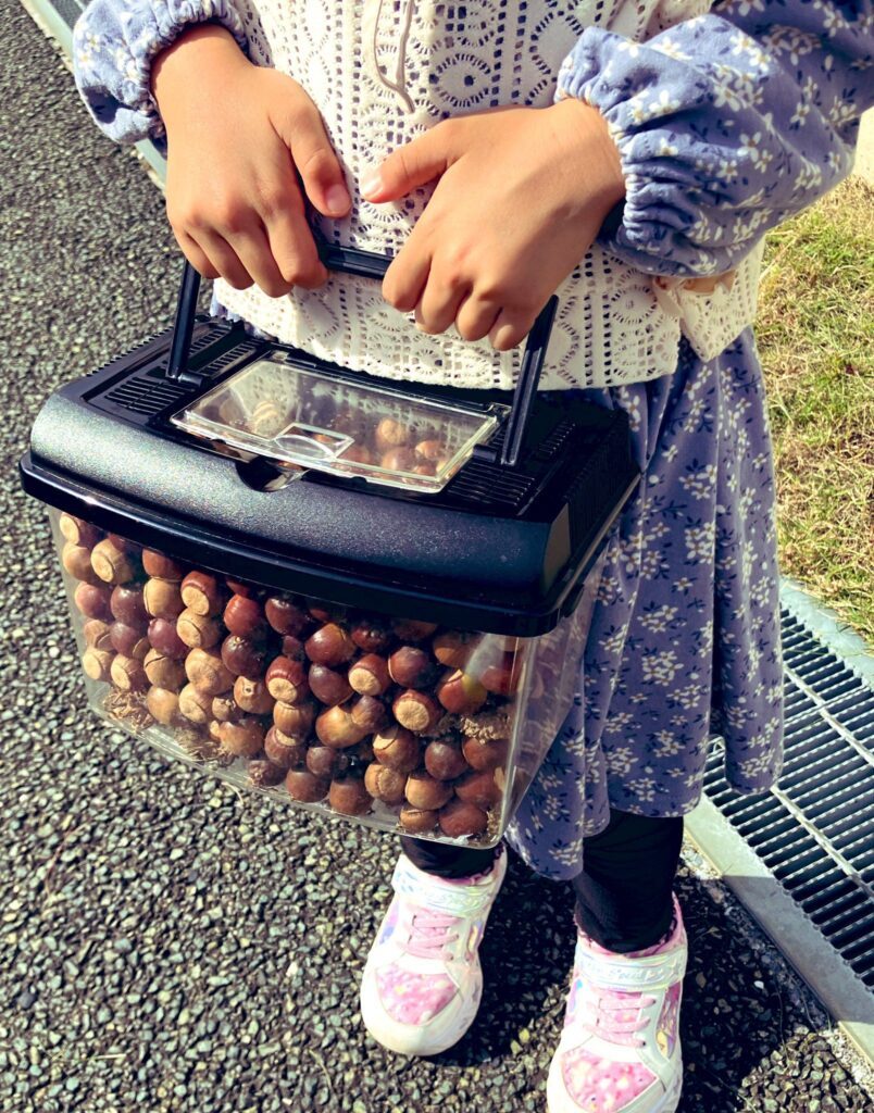 どんぐりを拾ってきた娘さん（＠tatosoriさんより提供）