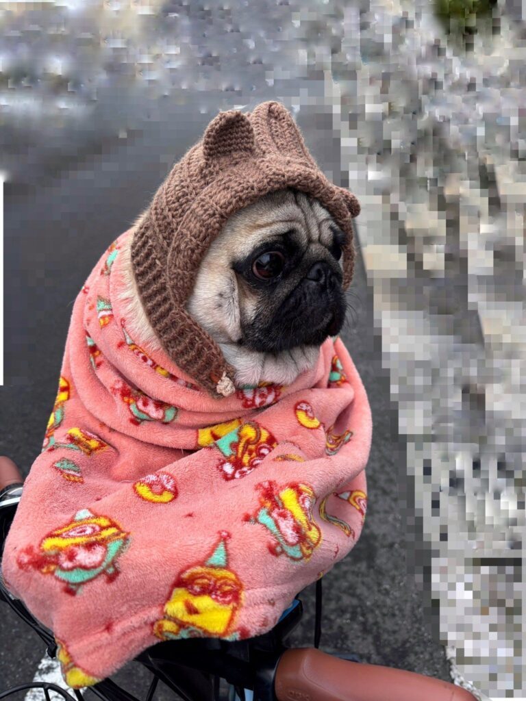 防寒対策をした茶々丸くん（＠chachamaru_pugさんより提供）