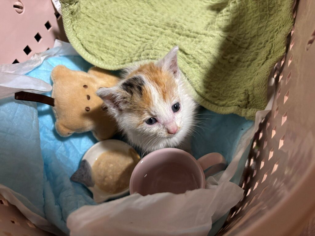 【実際の写真5枚】　3か月後の様子