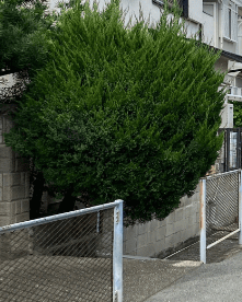 「本当に驚きました」来日した外国人女性が”目にした光景”に「驚いた」「衝撃的」