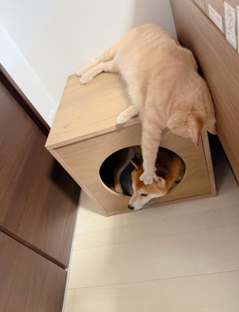 【実際の写真】ケージの中にいた侵入者