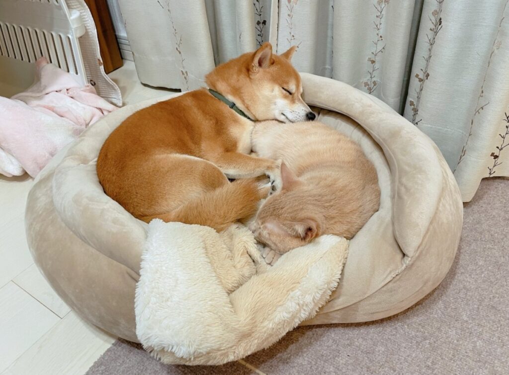 普段のおかかくん②（@okaka_0516さんより提供）