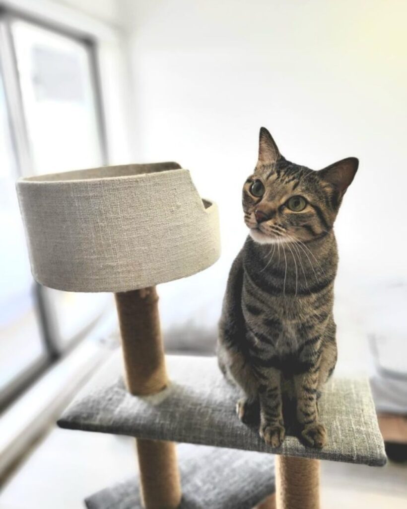 普段のおこめくん（＠chipie0826さんより提供）