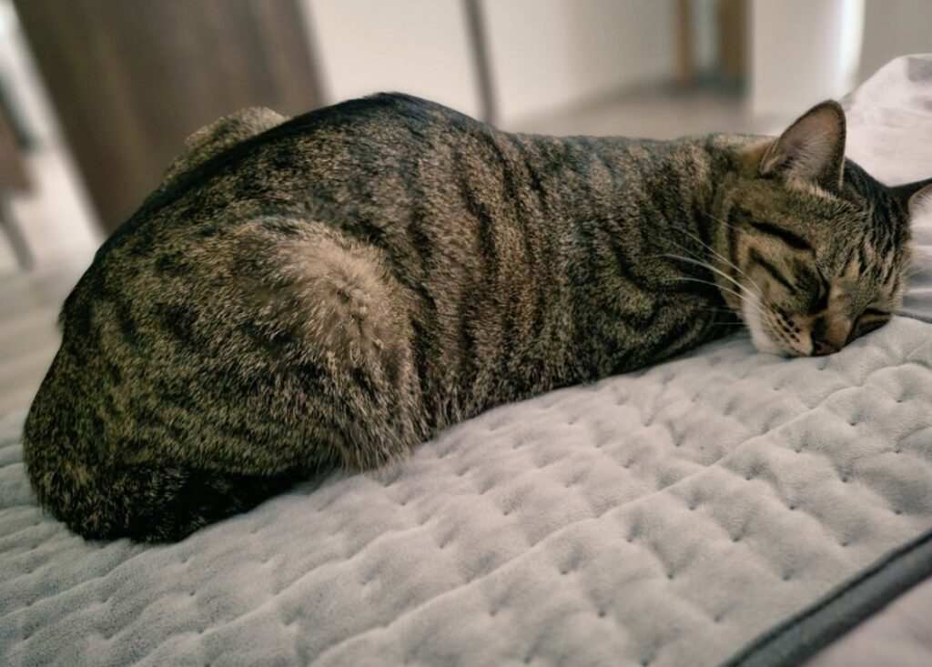 すやすや眠る様子（＠chipie0826さんより提供）