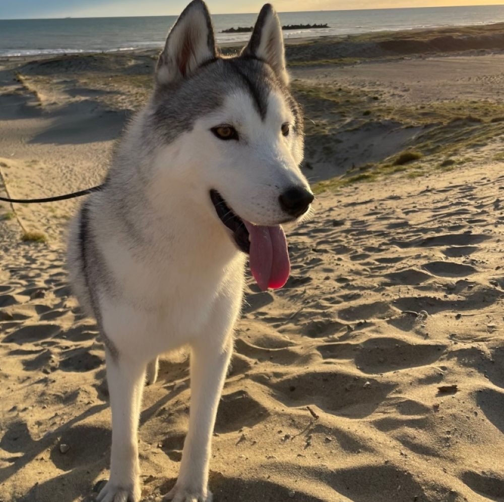 お迎えしたばかりの頃のウーフくん（＠mofumofusaaanさんより提供）