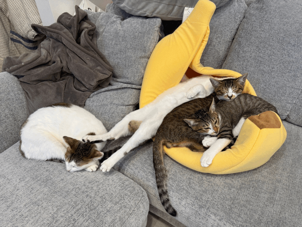 くつろぐ3兄妹と母猫（@matsutake_catさんより提供）