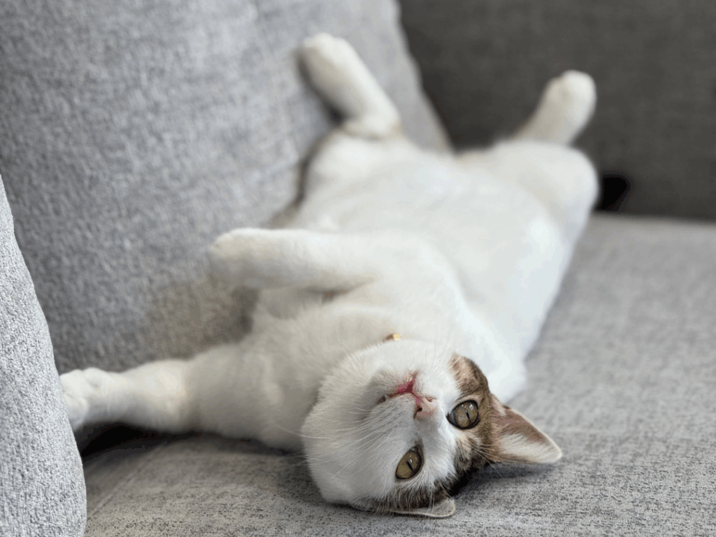 くつろぐ母猫（@matsutake_catさんより提供）