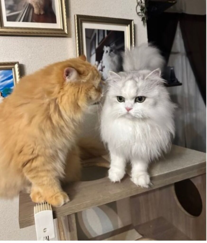 ノーマンくんに耳打ちをするエマちゃん（＠NEKOLAND13さんより提供）