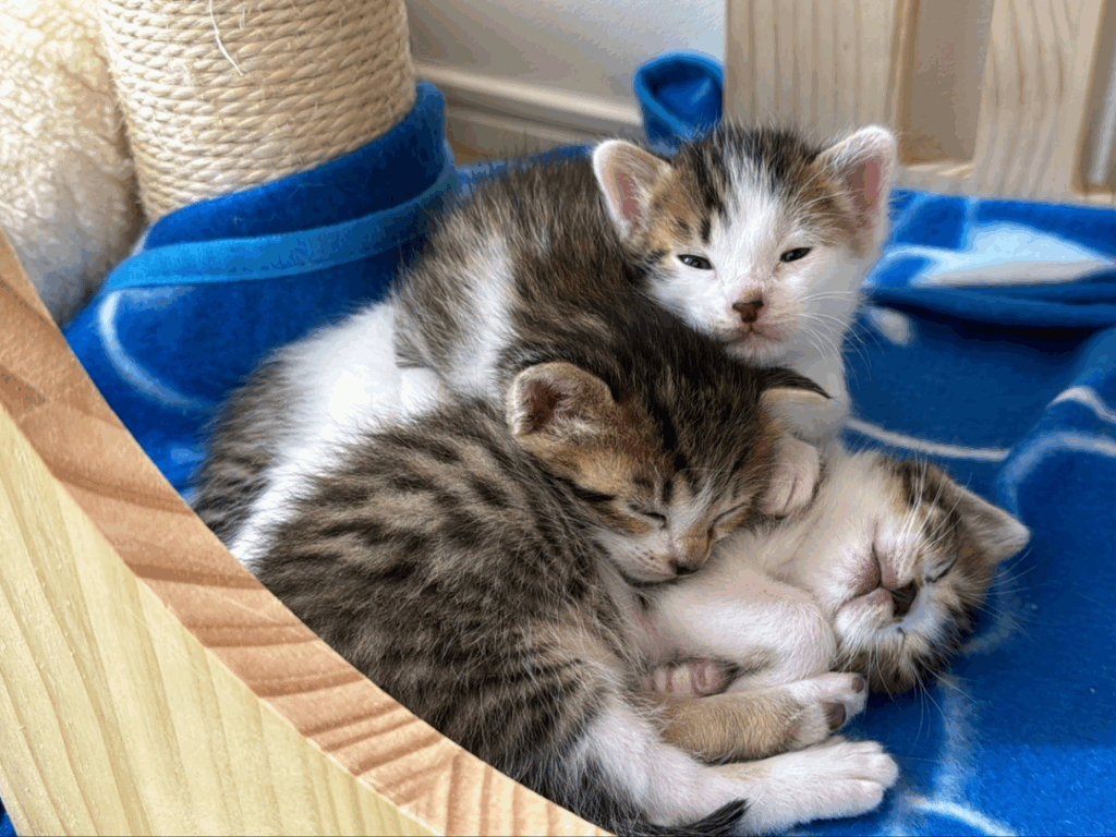 すくすく育つ3兄妹①（@matsutake_catさんより提供）