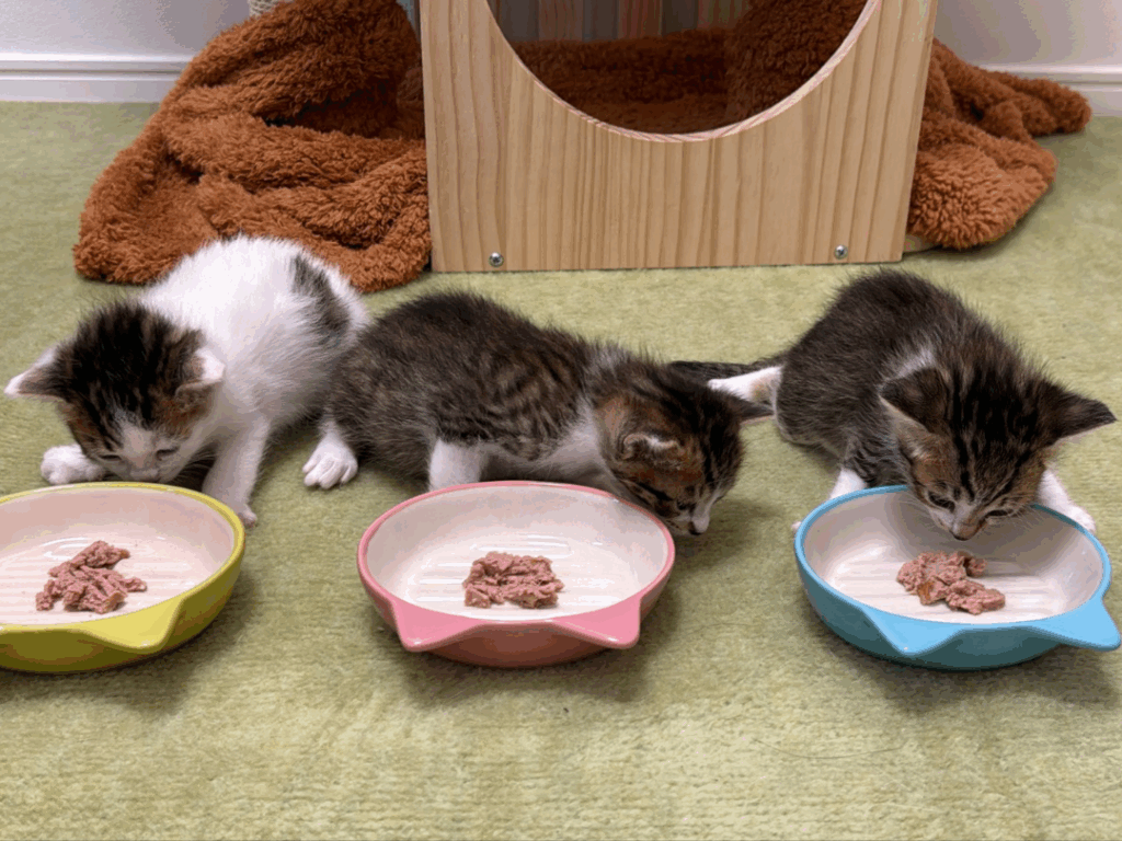 【実際の写真】現在の様子