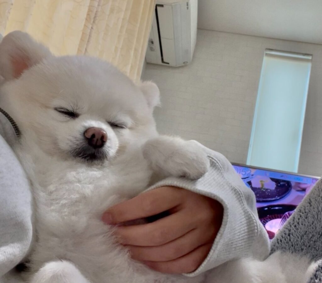 普段のぽんくん③（@boku_ponchanさんより提供）