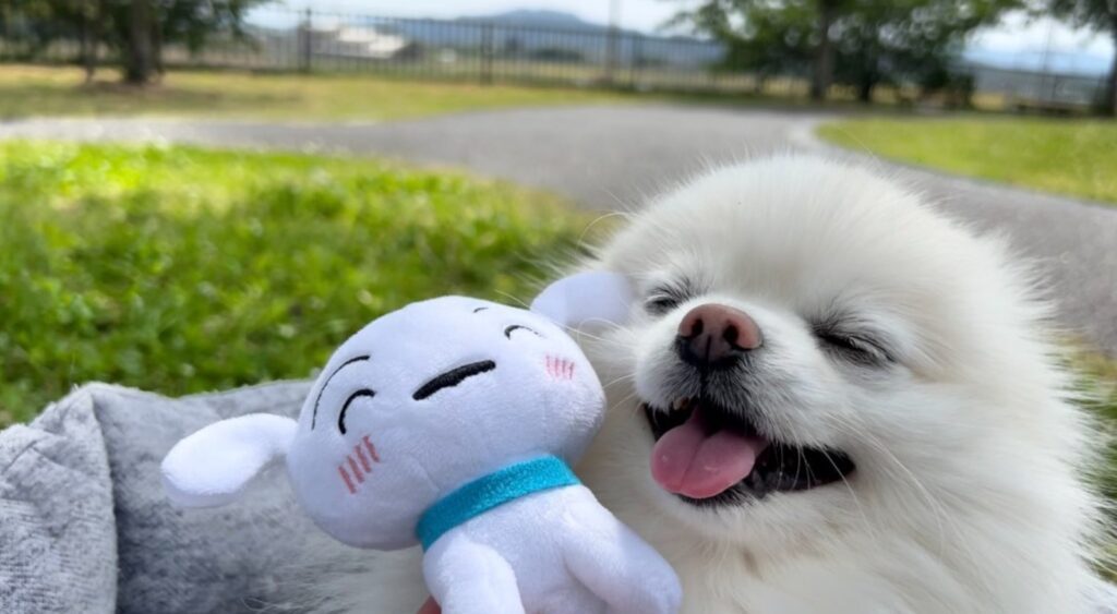 普段のぽんくん②（@boku_ponchanさんより提供）