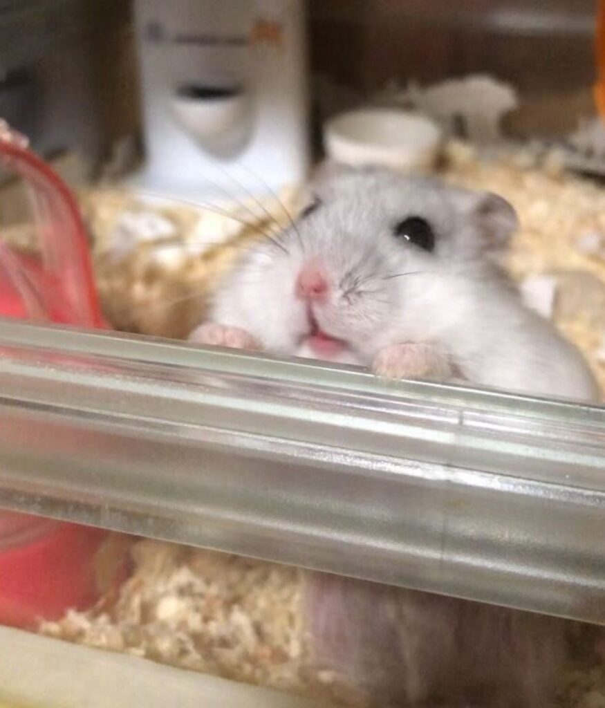 ひょっこり顔を出すましろくん（＠36_1970さんより提供）