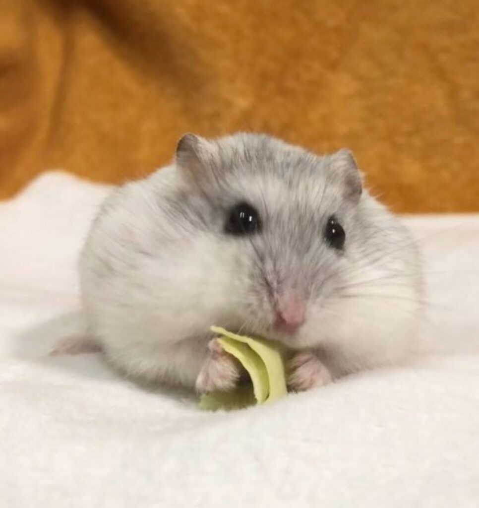 食事中のましろくん（＠36_1970さんより提供）