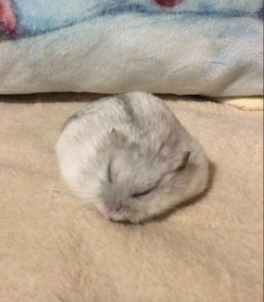 【実際の写真】食後のハムスター