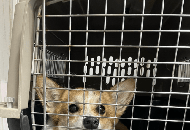 トリミングをしていた店員「振り向くとずっとこの表情で…」ペットサロンから届いた1枚の写真。絶妙すぎる表情が182万回表示で「怖いww」「うちの子もしてました」