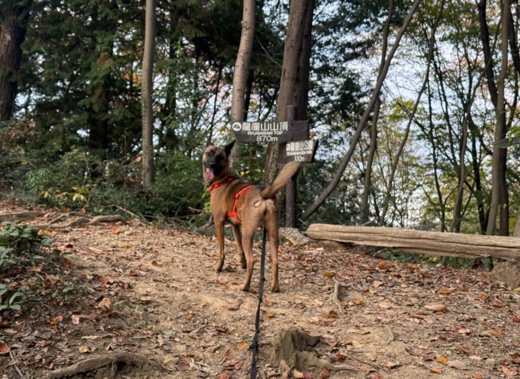 コハクちゃん（＠amber589kohaさんより提供）