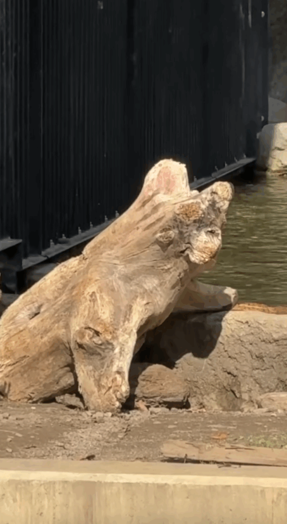 クマの赤ちゃんに見える「木」（＠junjunna.oさんより提供）