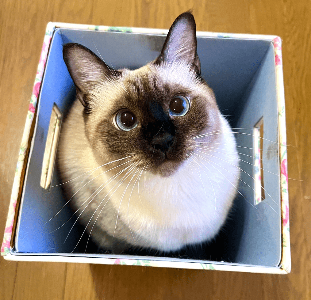 【実際の写真5枚】6年後の姿