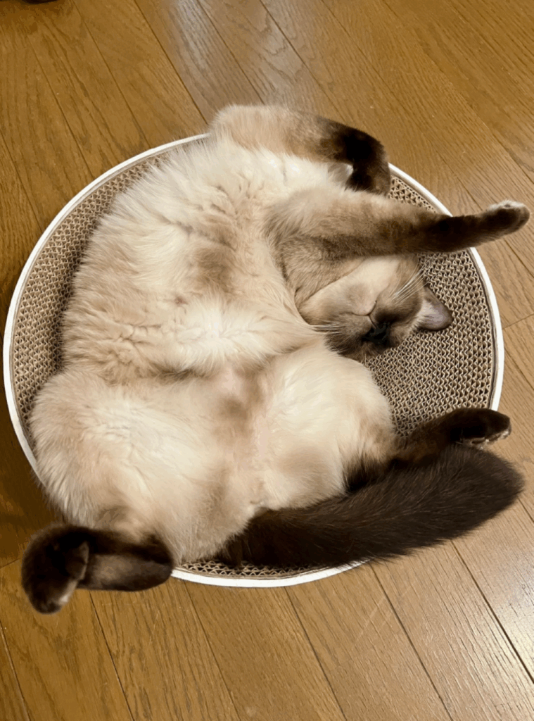 普段のなみちゃん①（＠Oa1Unさんより提供）