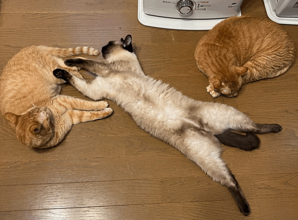 普段のなみちゃん②（＠Oa1Unさんより提供）