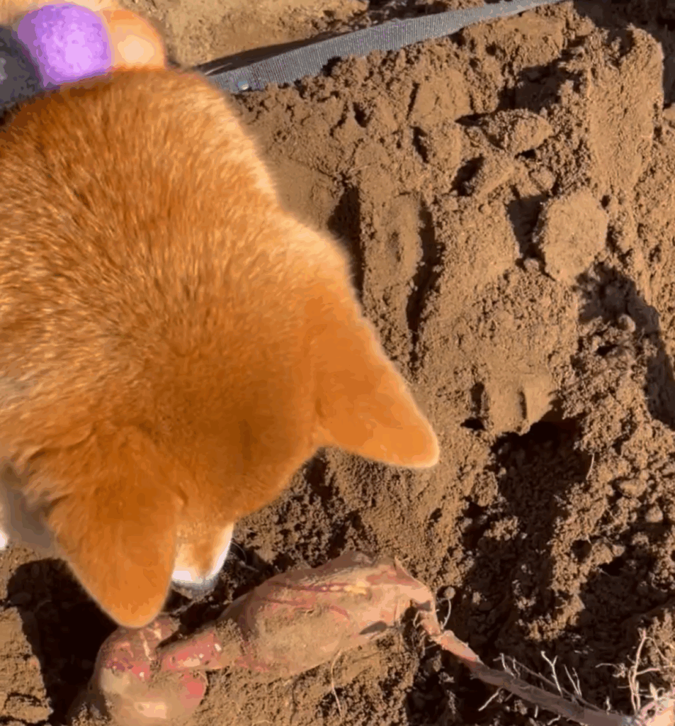 飼い主さんと芋掘りに来たおだし君（@odashi0312さんより提供）