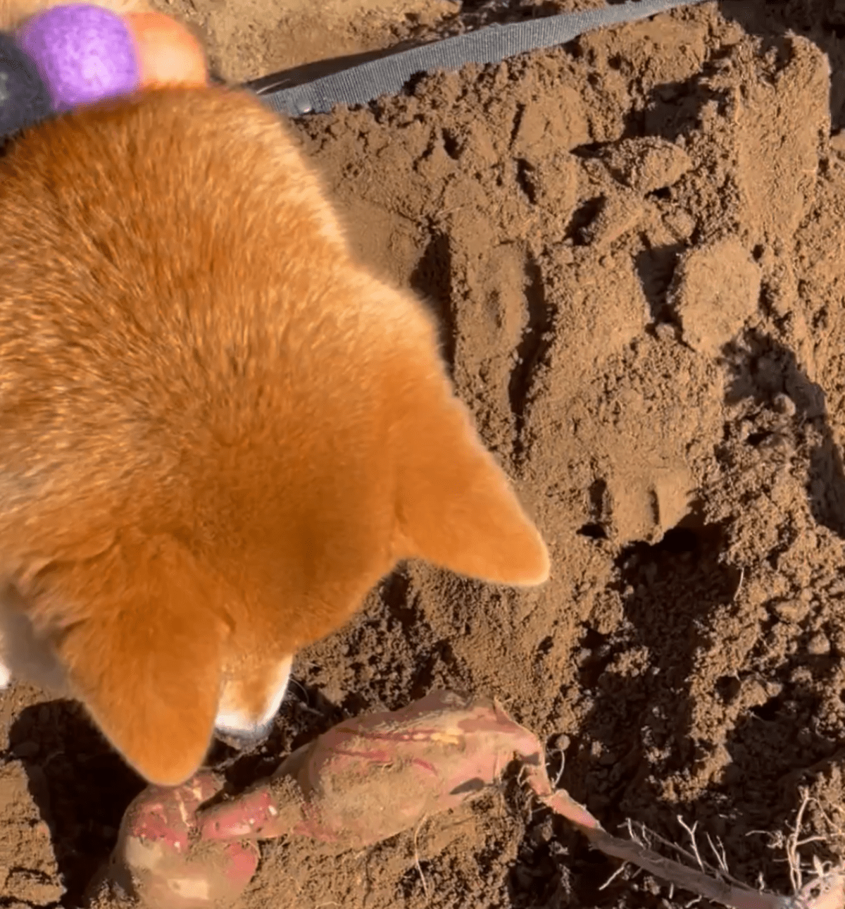 飼い主「土を掘って！」柴犬にお願いすると…予想外の展開に「きっと小判が」「これこそ芋掘り」「早く食べたかったのかな？」