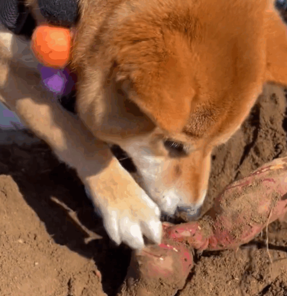 掘っているのは土ではなく…（@odashi0312さんより提供）