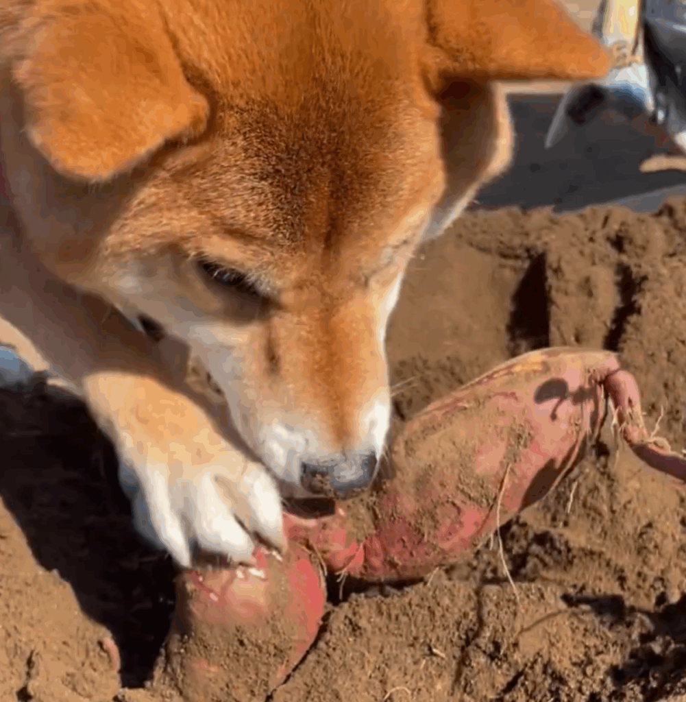 【実際の写真4枚】おだし君の可愛らしい様子