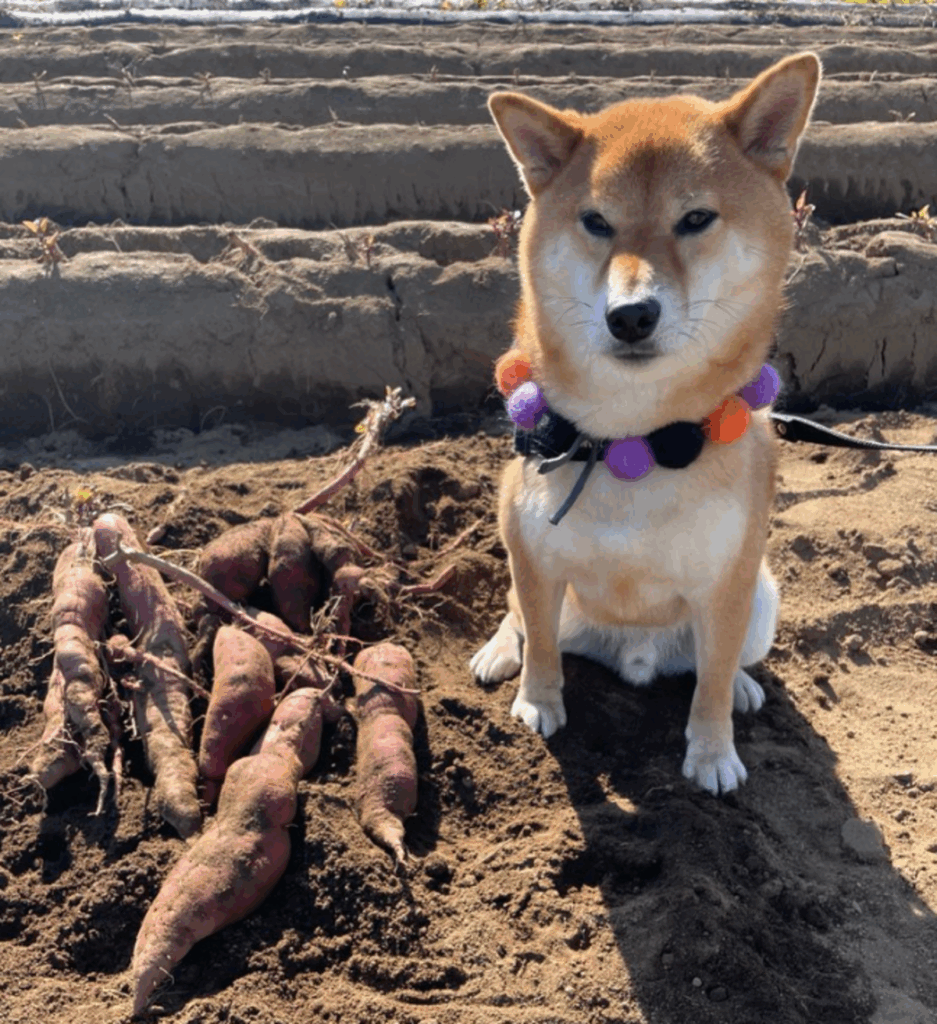 すぐには食べられないと知り不機嫌なおだし君（@odashi0312さんより提供）