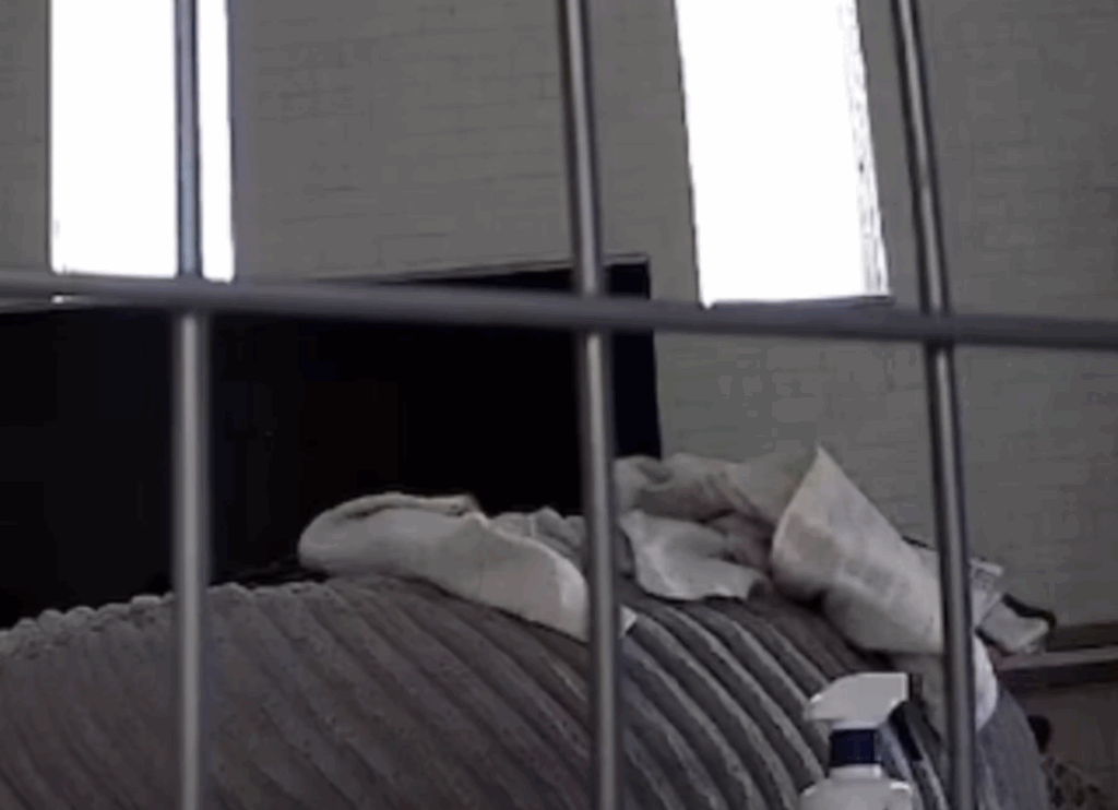 カメラに映っていたのは…（@boku_ponchanさんより提供）