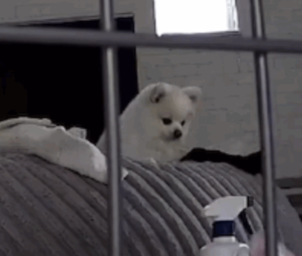 洗濯物で遊ぶぽんくん（@boku_ponchanさんより提供）