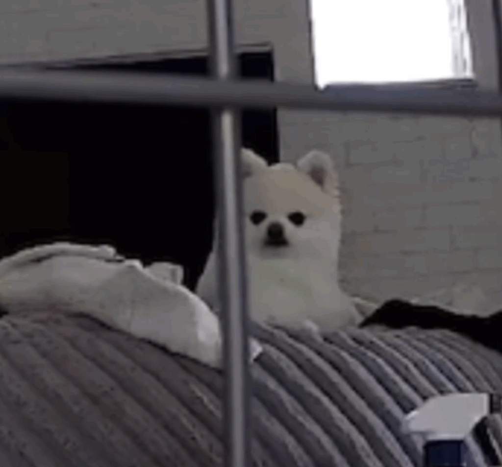 バレた！？（@boku_ponchanさんより提供）