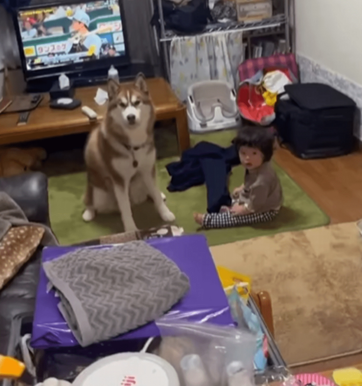 兄弟のように育ってきた9ヶ月息子とハスキー犬。しかし…ばあばに怒られた直後、2人のまさかの行動に「そっくりだな」「コントか」